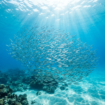 A school of small silver fish in clear blue ocean water