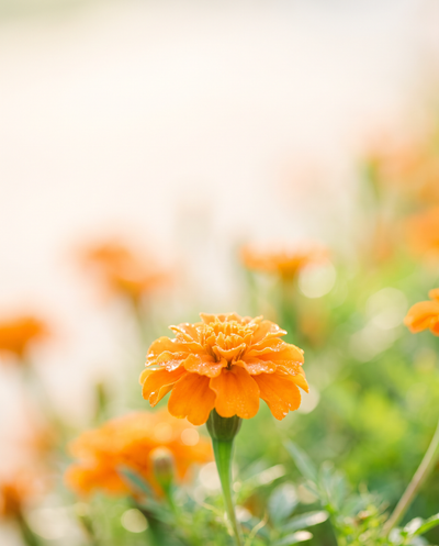 Orange marigold flowers in morning sunlight, the natural source of lutein