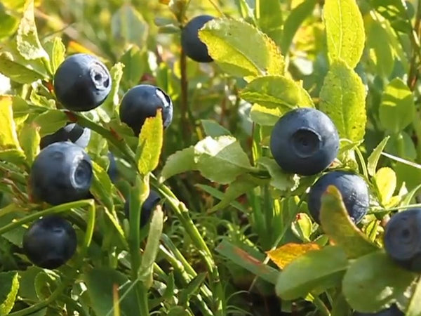 Wild bilberries, from our 2019 eye care TV ad